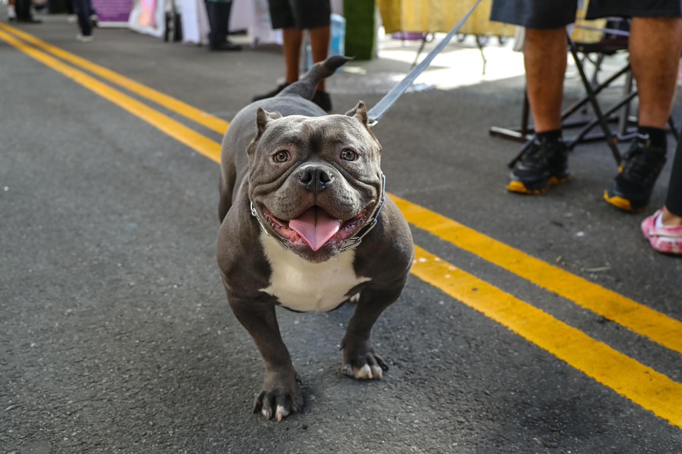 A bulldog on the block